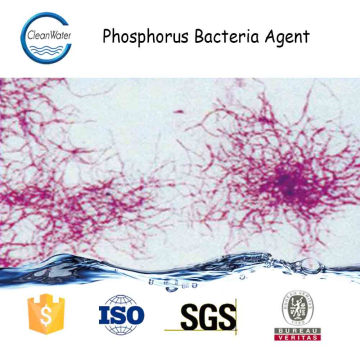 Fósforo Bactéria Agente microorganismo para tratamento de água